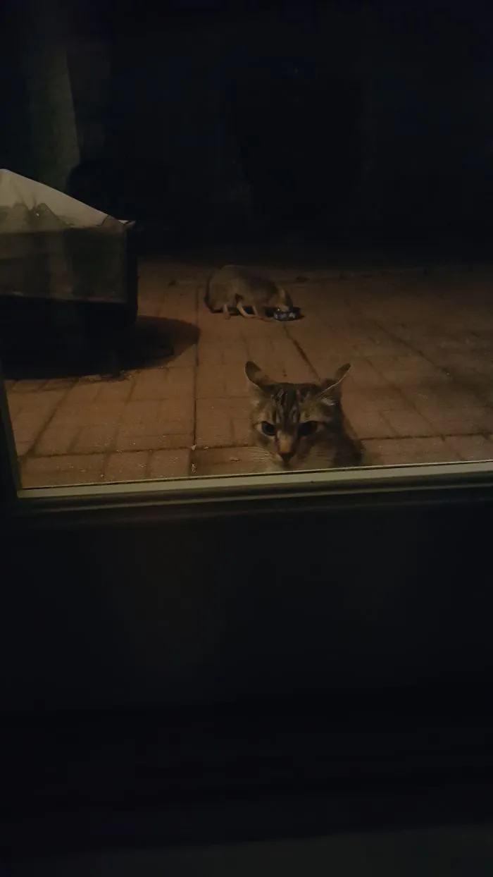 Kitty Can't Win With The Local Wildlife