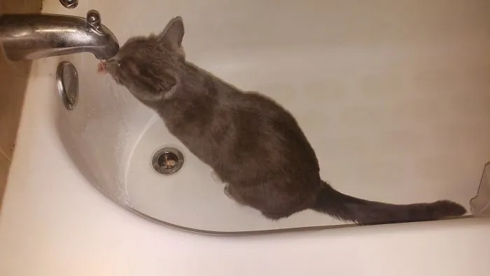 Sushi Only Drinks From The Faucet