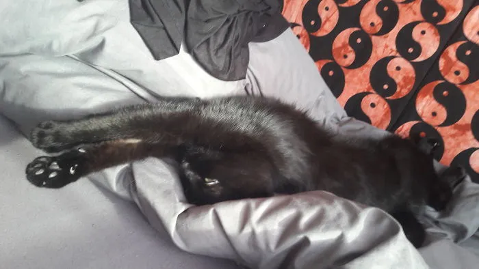 Salem Likes To Sleep Next To Me Like This