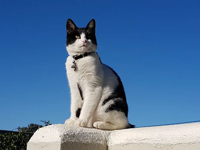 Sparky In The Sun