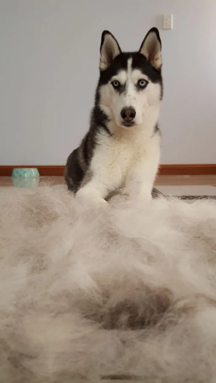 Why You Looking At Me? I Dunno Where This Fluff Came From.