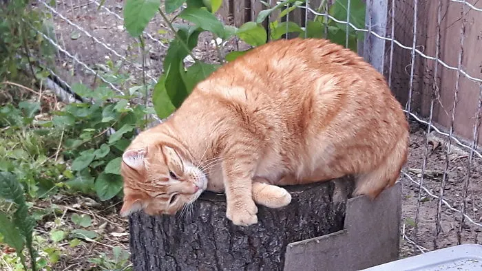 Feelin' Good After Rolling In The 'nip' For A Few