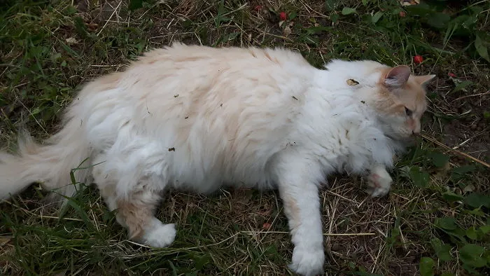Catnip, Sunshine, And Fresh Grass...life Couldn't Be Better