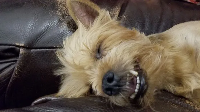 My Dog Looks Happily Ferocious