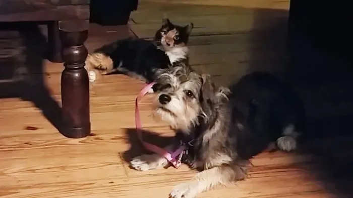 My Cat Walks My Dog