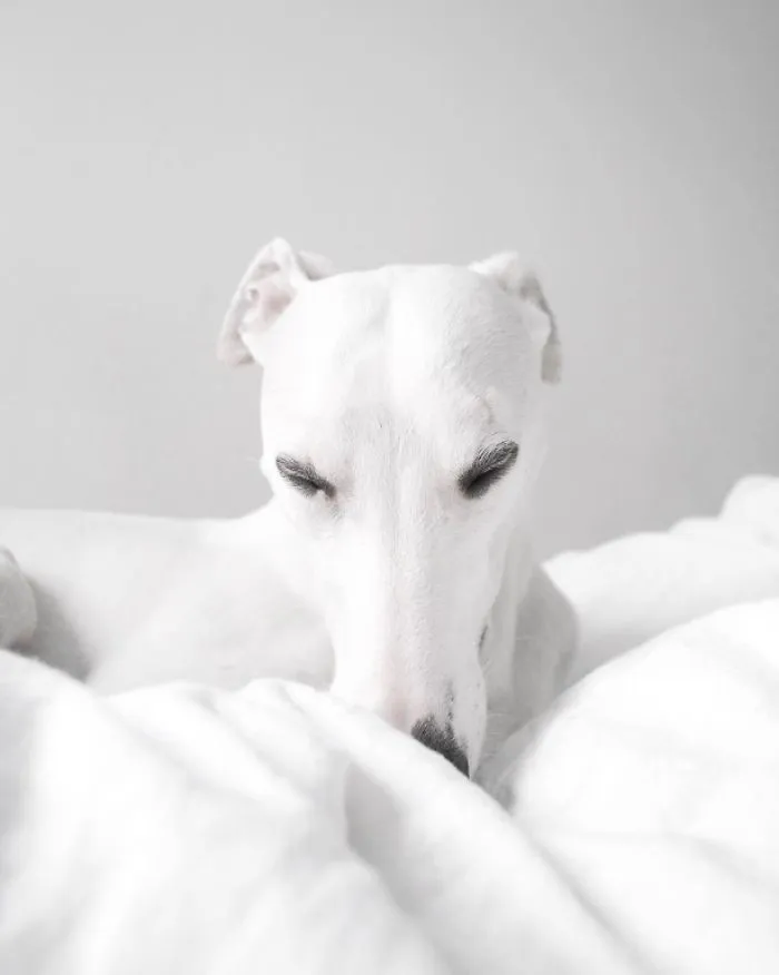 White Dog
