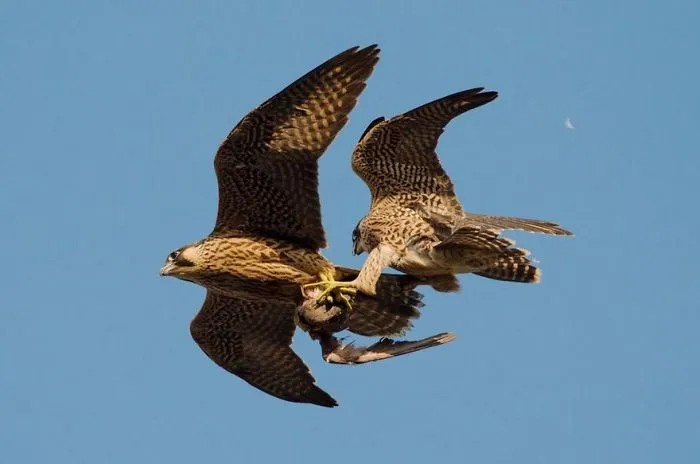 Juvenile Female And Male Peregrine Falcons,  Bristol, Uk