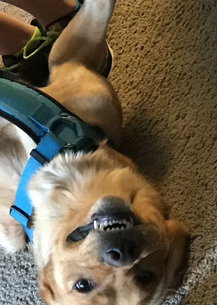Axl The Day After We Adopted Him, I Think He Might Like It Here.