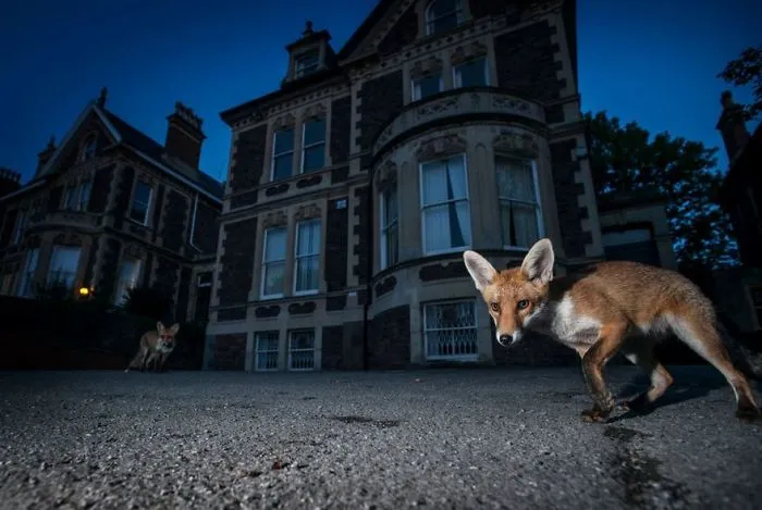 Red Fox, Bristol, Uk