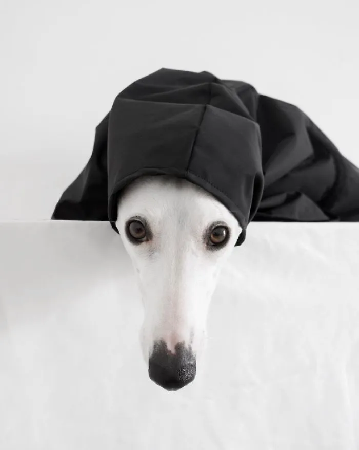 White Dog