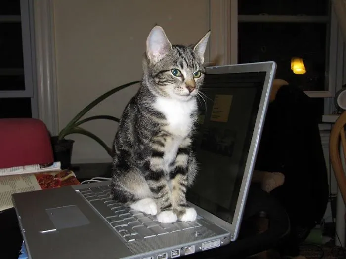 "it Haz The Warmz. And So I Sitz"