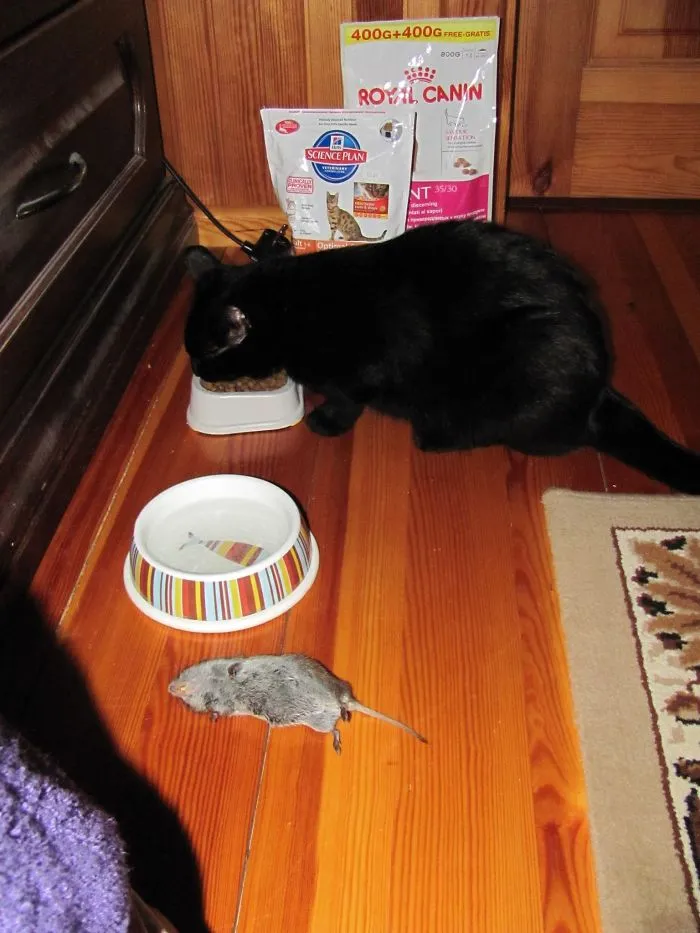 I Changed My Mind - I Will Eat Dry Food. Mouse Is For You.