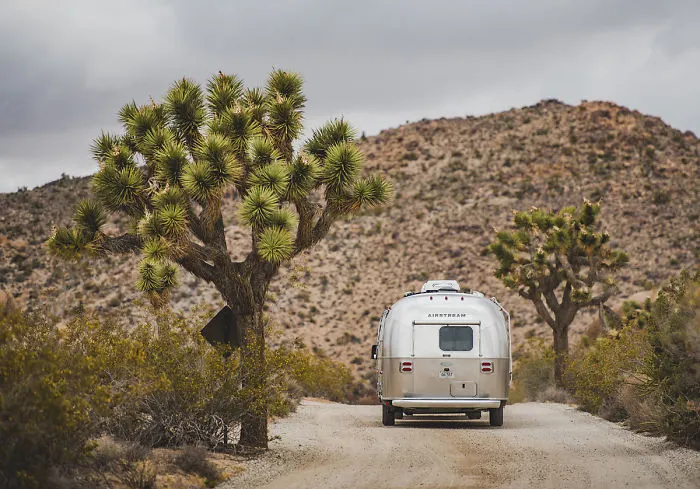 Joshua Trees