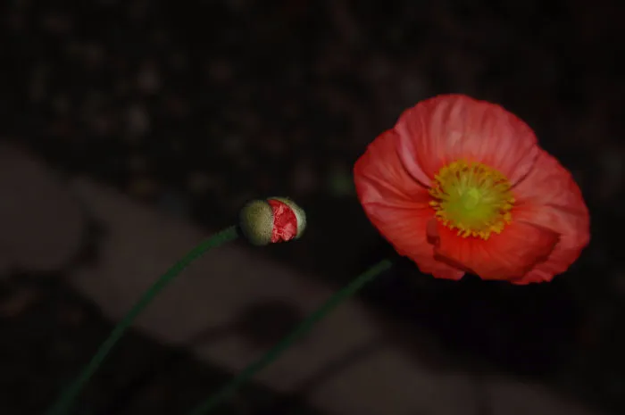 Night Flowers