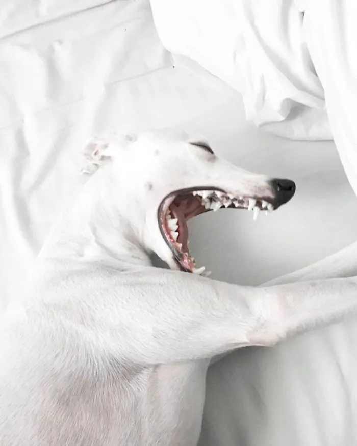 White Dog
