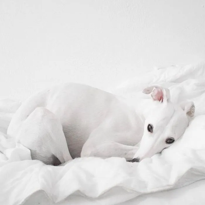 White Dog