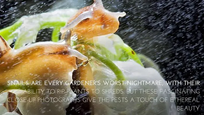 Close-Up Photographs Of Snails In The Rain Reveal That The Creatures Can Actually Look Quite Beautiful
