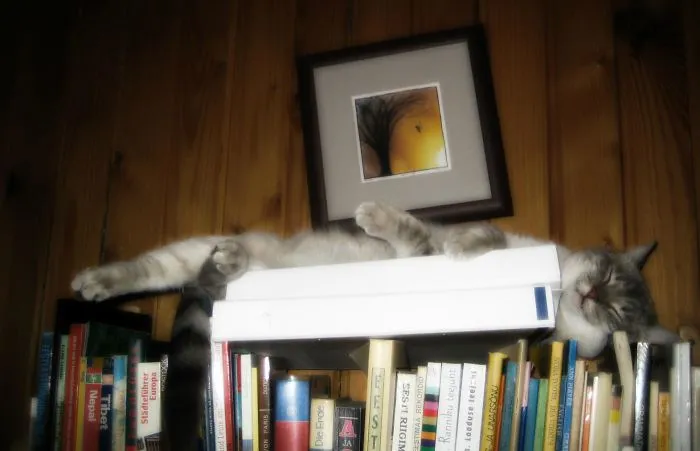 Still-life