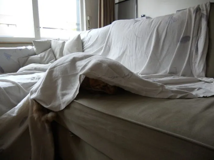 Tom Liked Camping In The Livingroom....