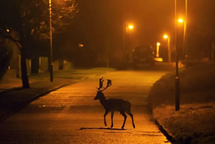 Deer, London, Uk