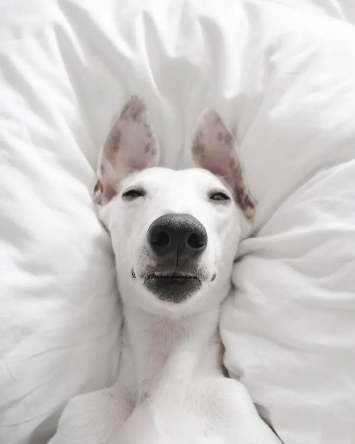 White Dog