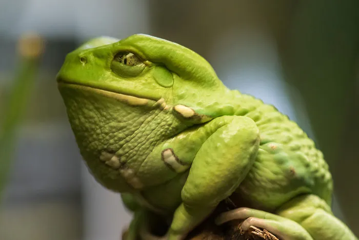 A Beautiful Frog In Green