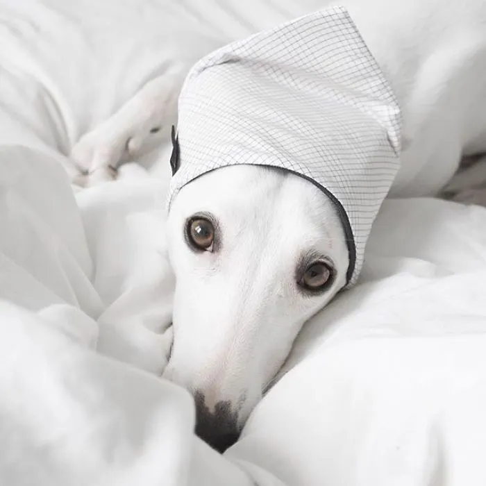White Dog