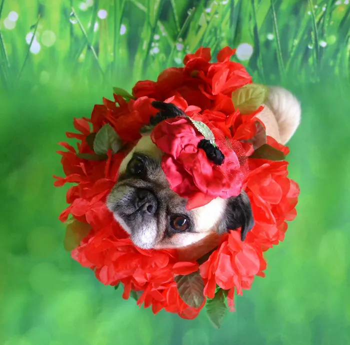 Cute Dog Sitting In Flowers