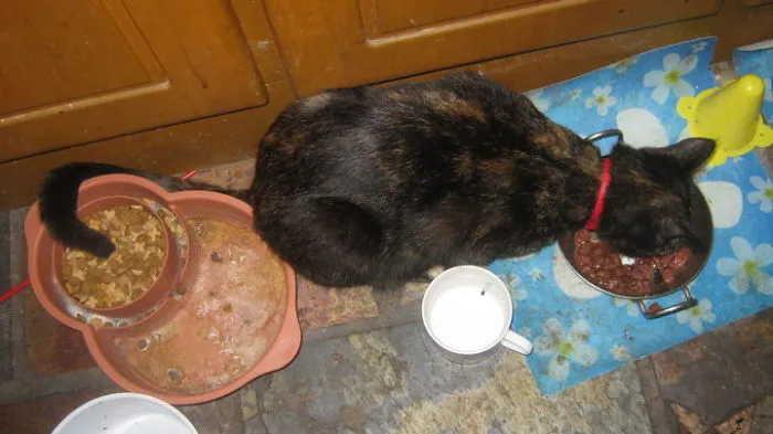 Ninja Loves To Put Her Tail In The Other Bowl When Eating