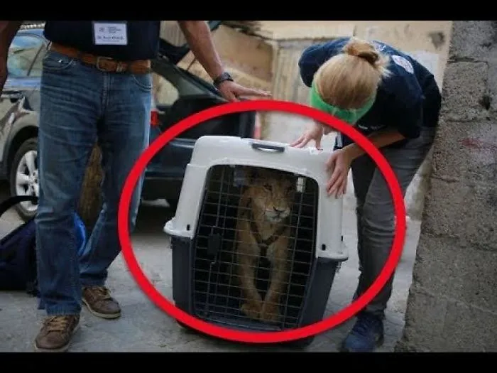 Pair Of Lions Are Rescued From Refugee Camp