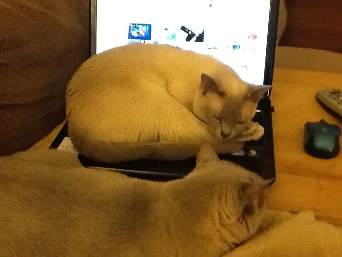 Mischa Loves Sleeping On My Laptop!  I Put It Down For A Minute And When I Returned I Found Her Curled Up Sound Asleep On It.