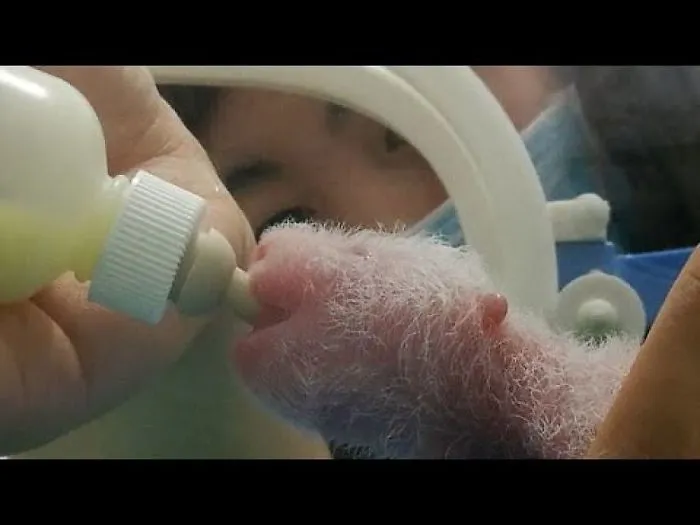 Panda Cubs Heart-Melting Pictures Of Three Panda Cubs Born At A Chinese Breeding Centre