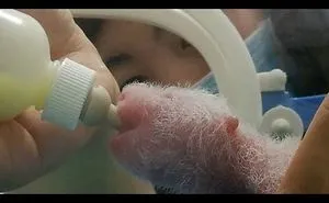 Panda Cubs Heart-Melting Pictures Of Three Panda Cubs Born At A Chinese Breeding Centre