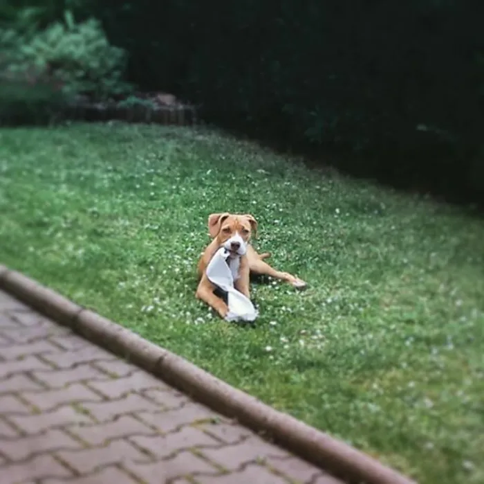 Thief