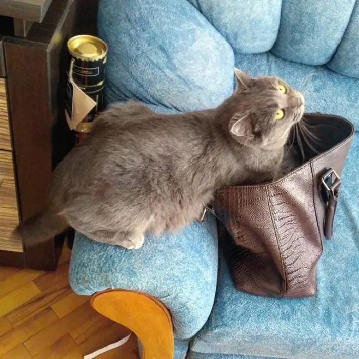 Are You A Thief? No I'm Just Warming My Paws