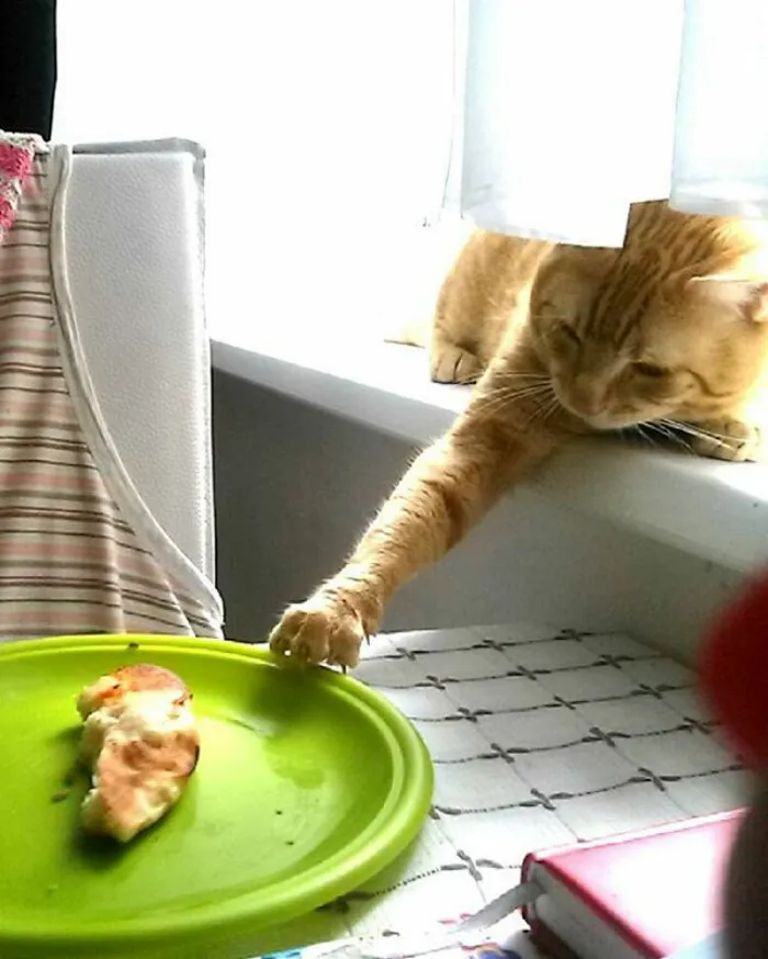 Little Thief