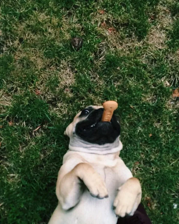 Hi, My Hooman Didn't Give Me This Cookie, I Took It Myself