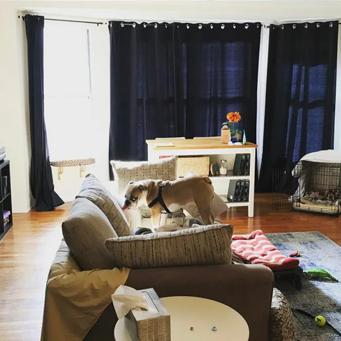 What's The Big Deal, Dad? Sometimes I Lick Couch Pillows