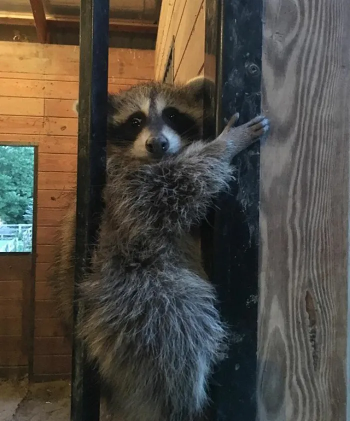 86 Trash Panda Pics That Prove They're The Cutest Animal In The World