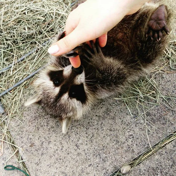 86 Trash Panda Pics That Prove They're The Cutest Animal In The World