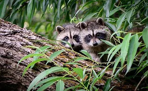 86 Trash Panda Pics That Prove They're The Cutest Animal In The World