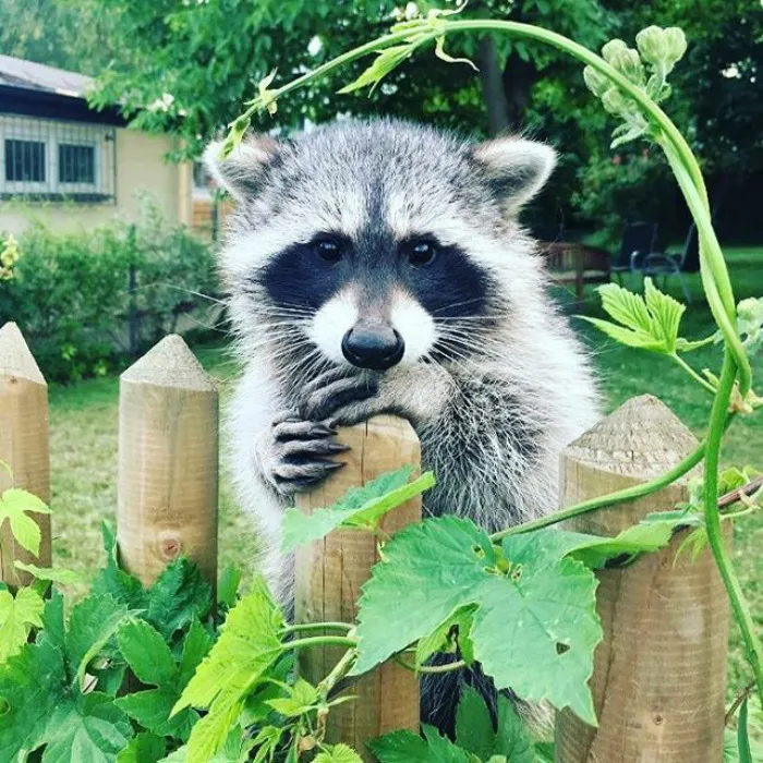86 Trash Panda Pics That Prove They're The Cutest Animal In The World