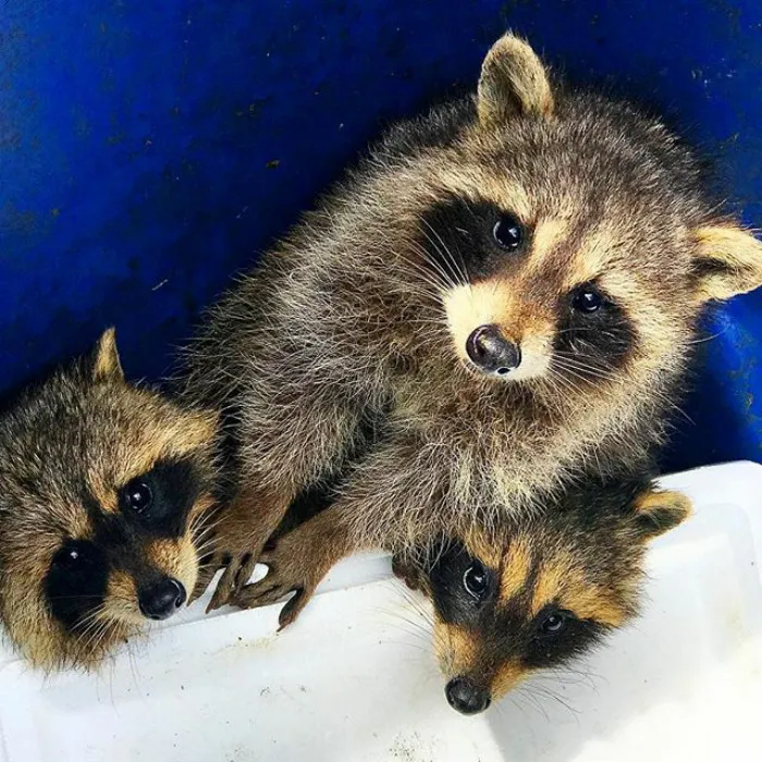 86 Trash Panda Pics That Prove They're The Cutest Animal In The World