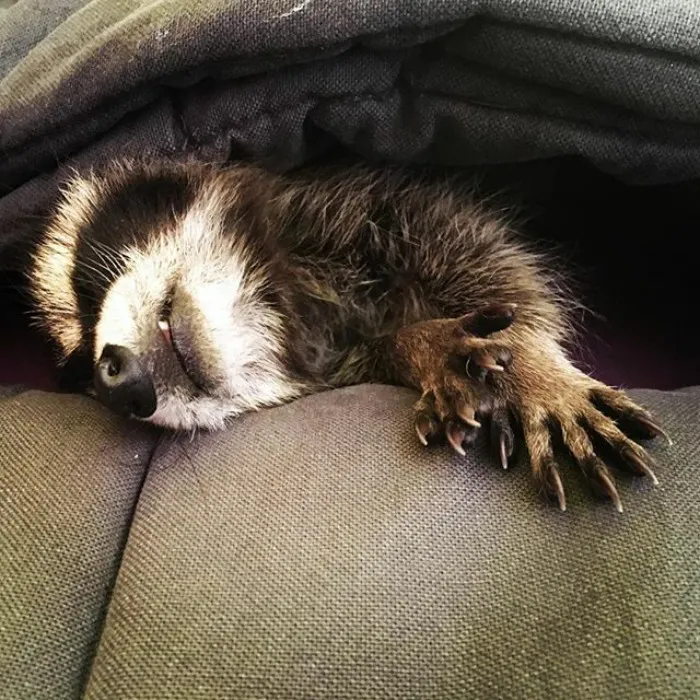 86 Trash Panda Pics That Prove They're The Cutest Animal In The World