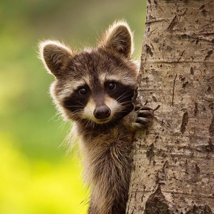 10+ Fotos de mapaches  que demuestran que son unos de los animales más adorables del mundo