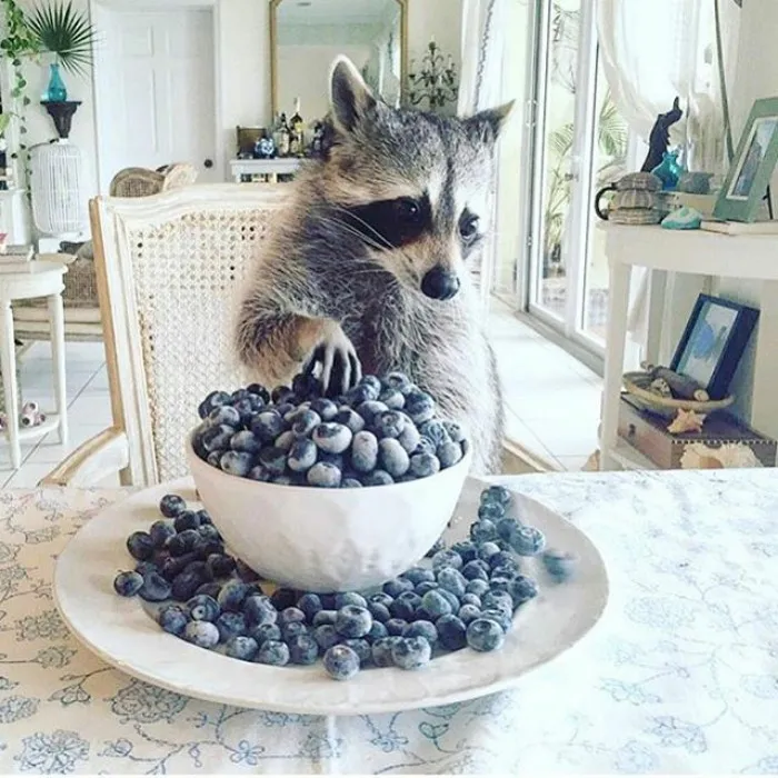 10+ Fotos de mapaches  que demuestran que son unos de los animales más adorables del mundo