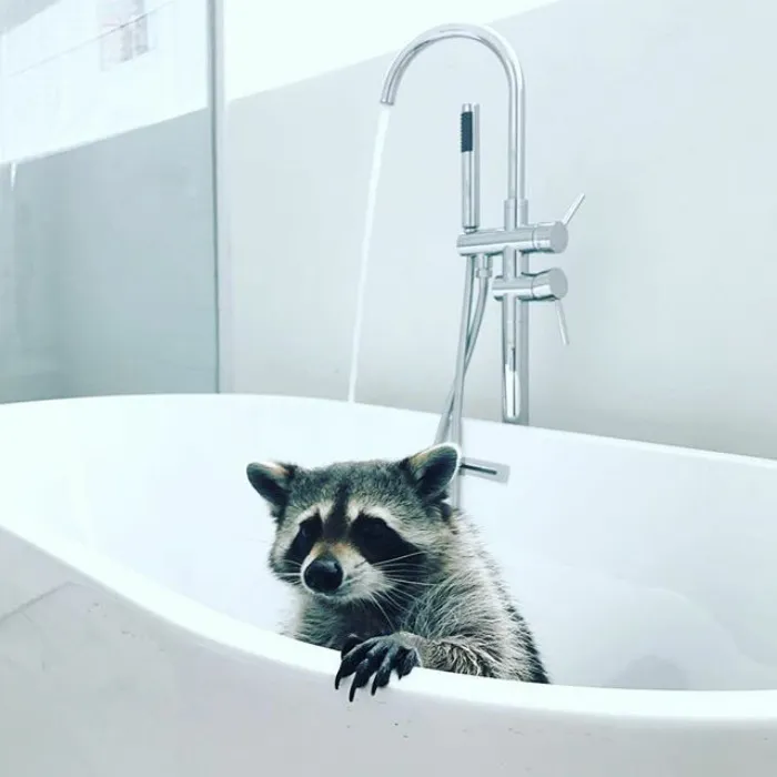 86 Trash Panda Pics That Prove They're The Cutest Animal In The World