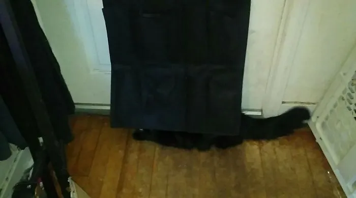 My Cat Thinks He Is Good At Hiding.