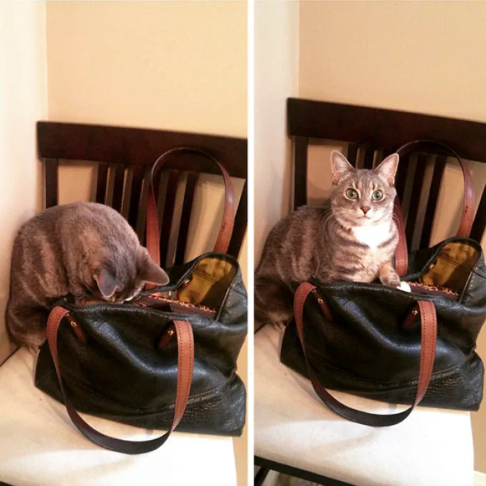 Cuando intentas robar gomas del pelo del bolso y te pillan