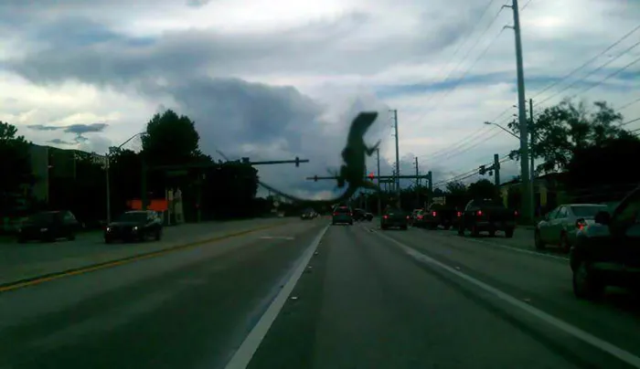 Hay una lagartija en mi parabrisas y parece que Godzilla está pisoteando mi ciudad